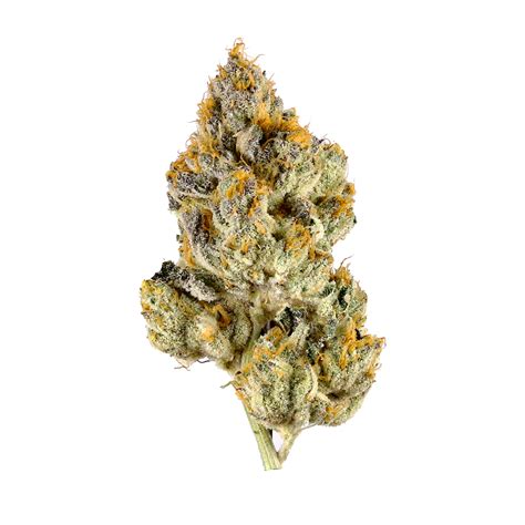 bg kush|BG Kush 3.5g (Seed & Strain)